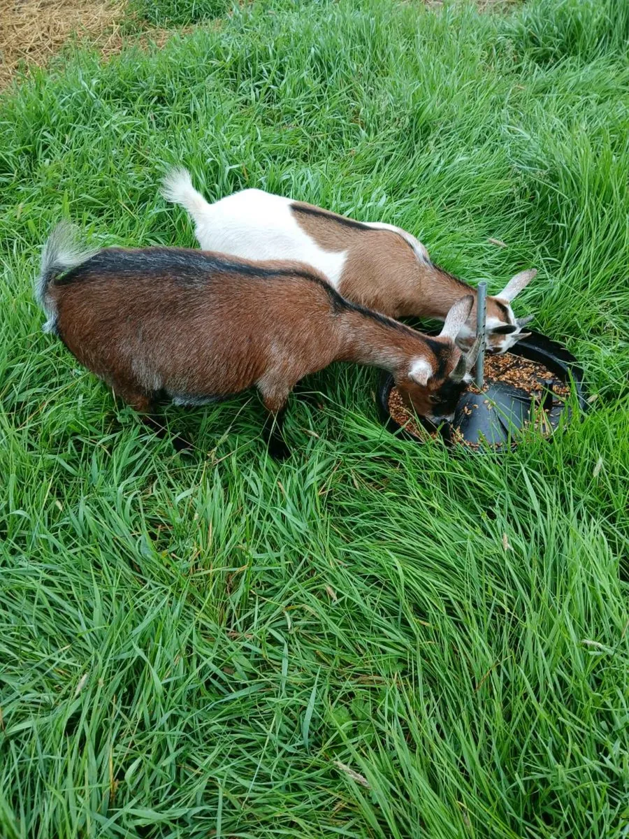 Pygmy goats - Image 1
