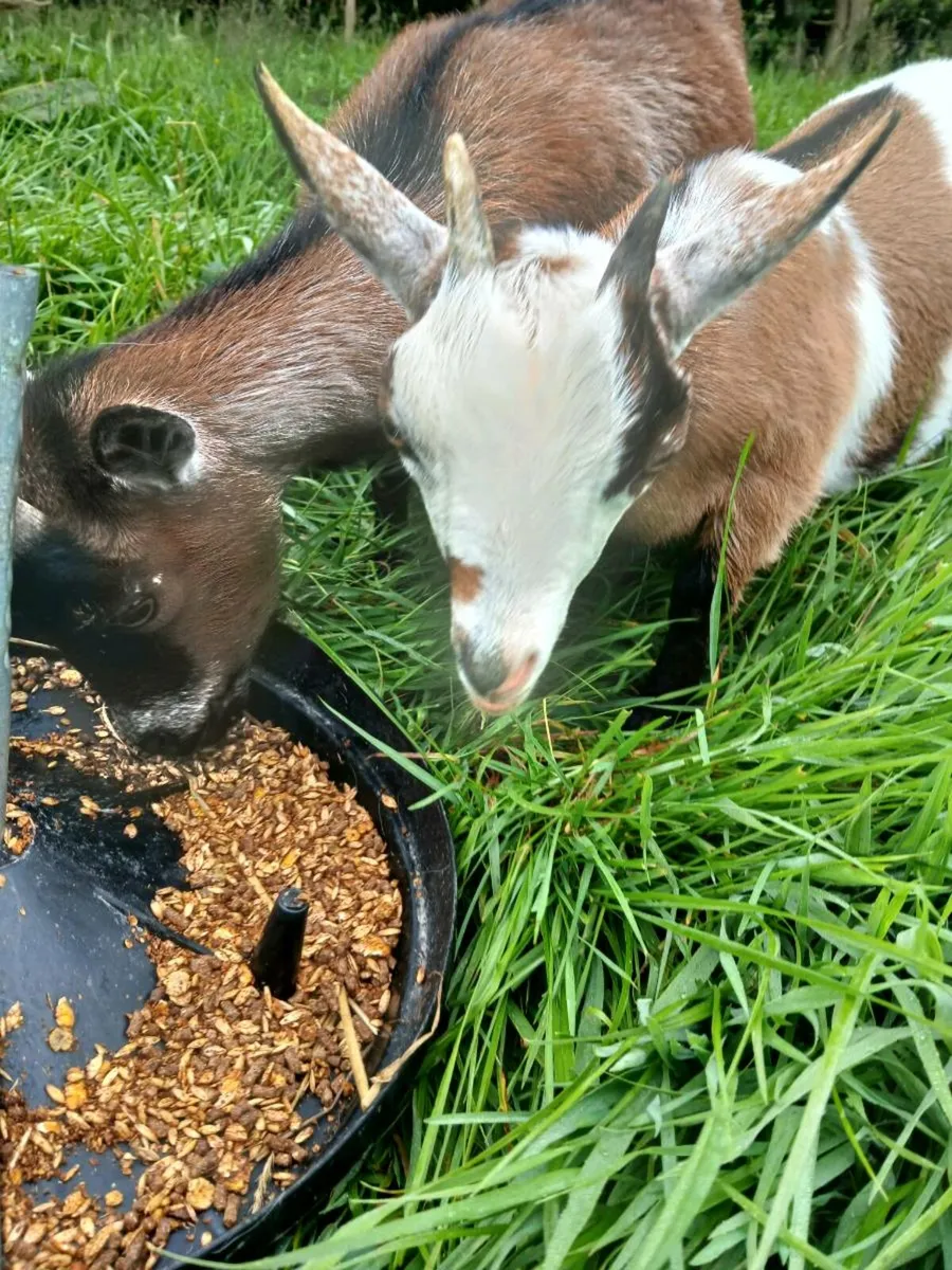 Pygmy goats - Image 2