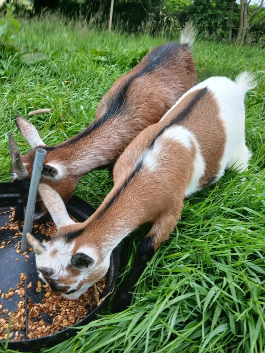 Pygmy goats - Image 3