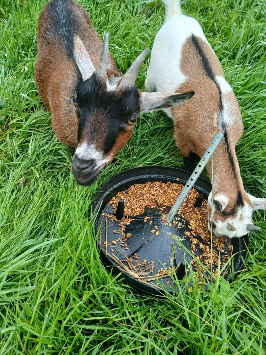 Pygmy goats - Image 4