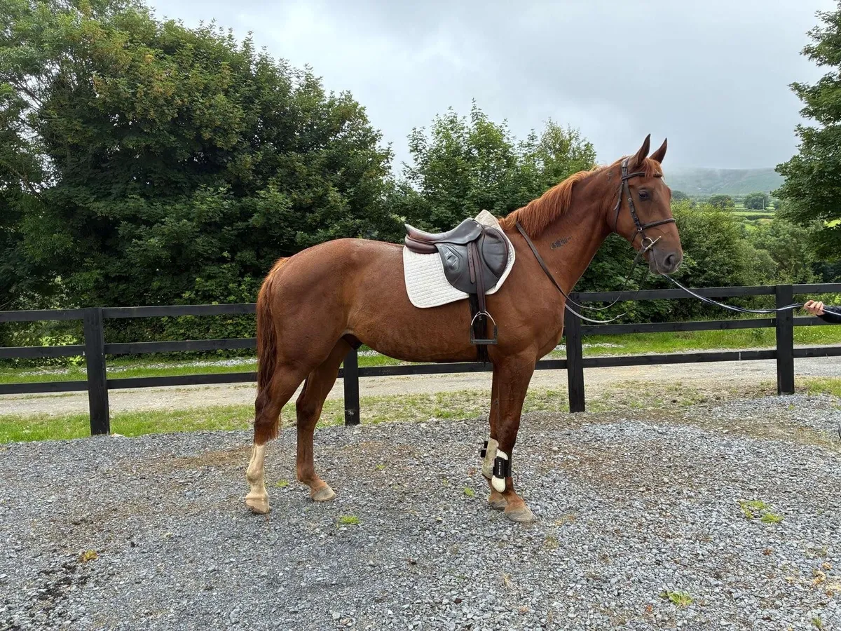 3yr old Gelding broken - Image 1