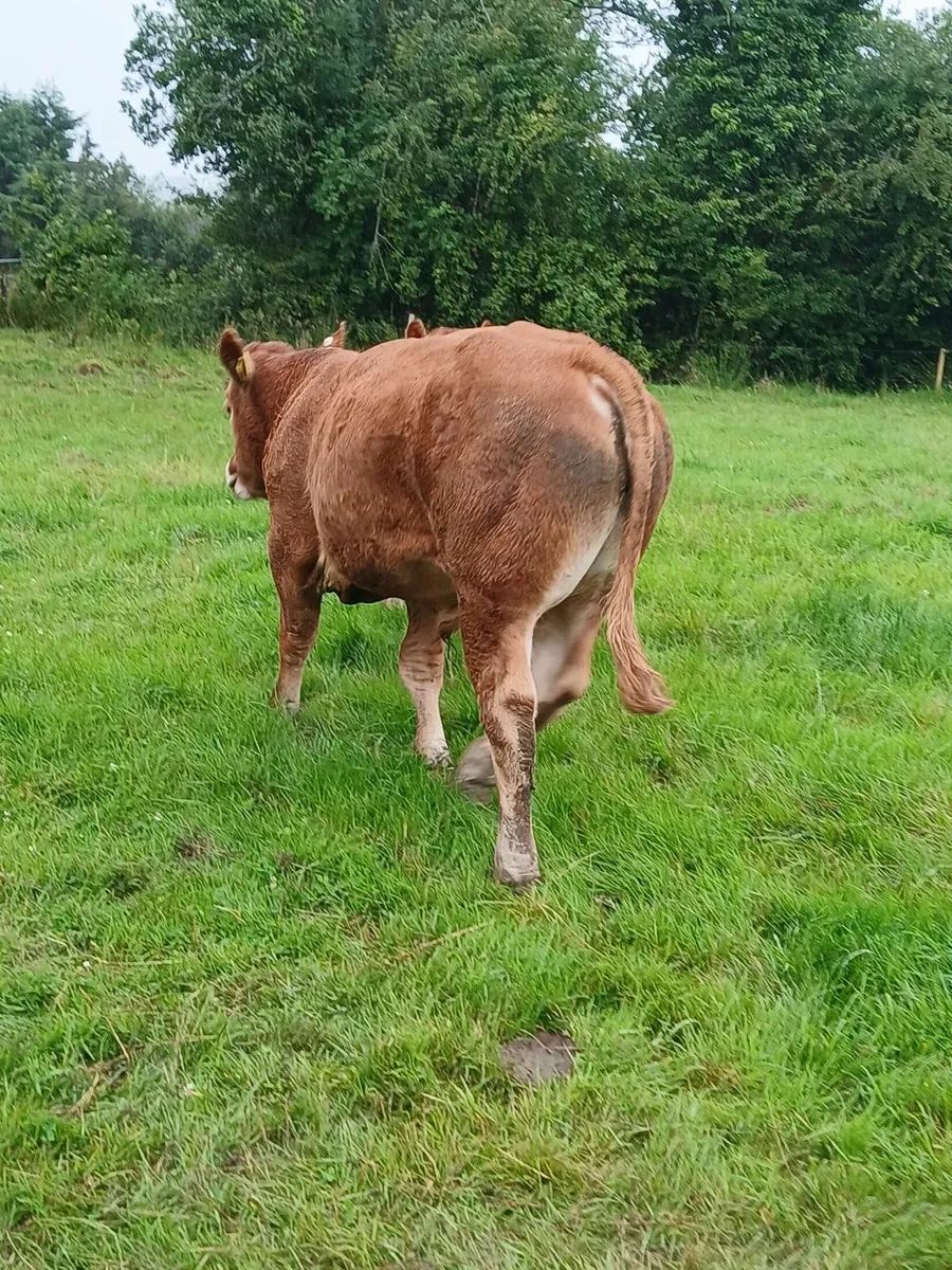 PBR Limousin Bull/5 star Replace/Terminal/Dairy Be - Image 2