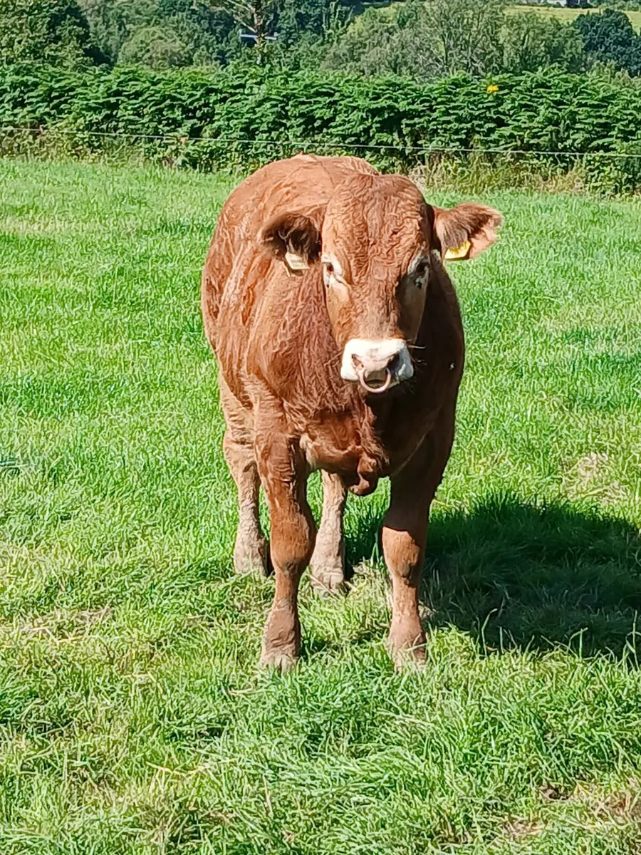 PBR Limousin Bull/5 star Replace/Terminal/Dairy Be - Image 3
