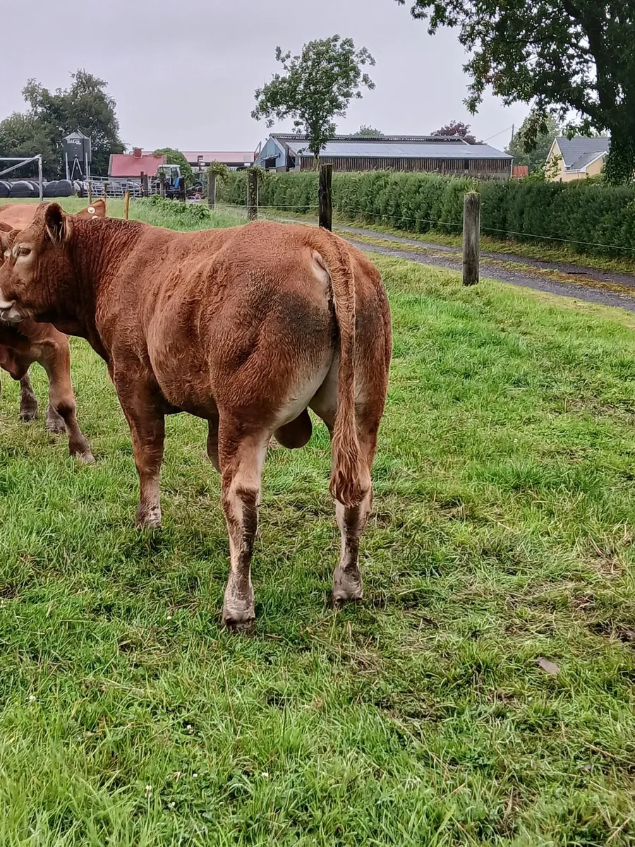 PBR Limousin Bull/5 star Replace/Terminal/Dairy Be - Image 4