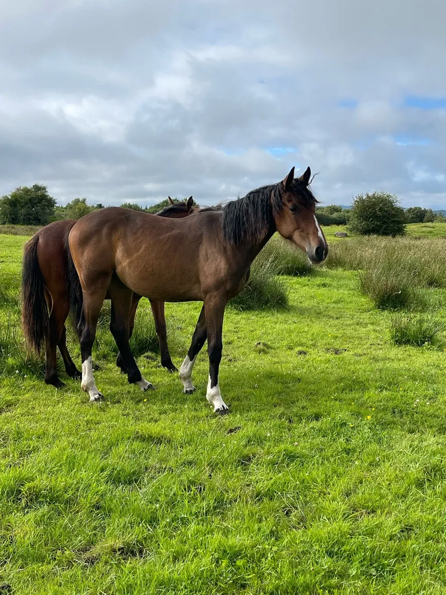 Sports Filly - Image 1