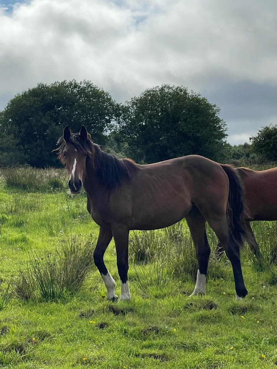 Sports Filly - Image 2