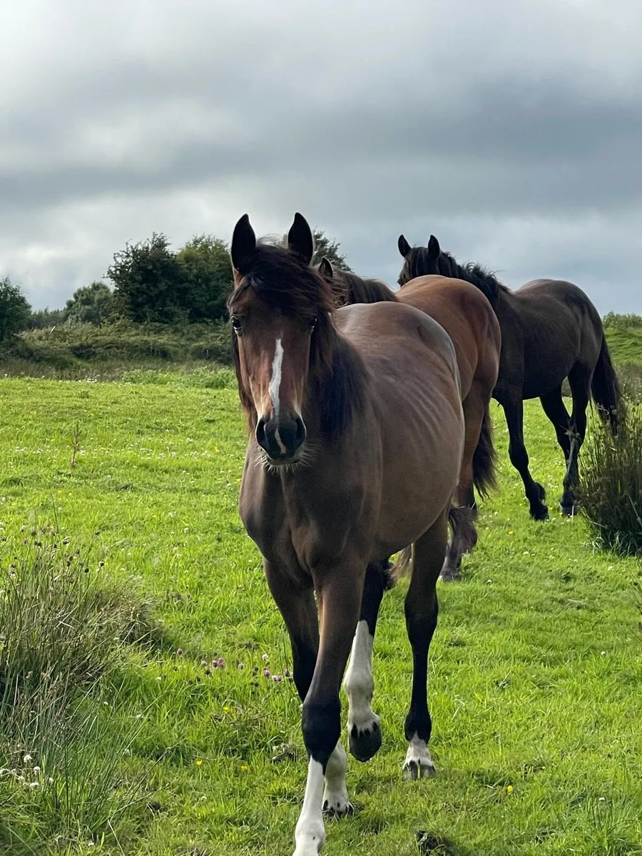Sports Filly - Image 3
