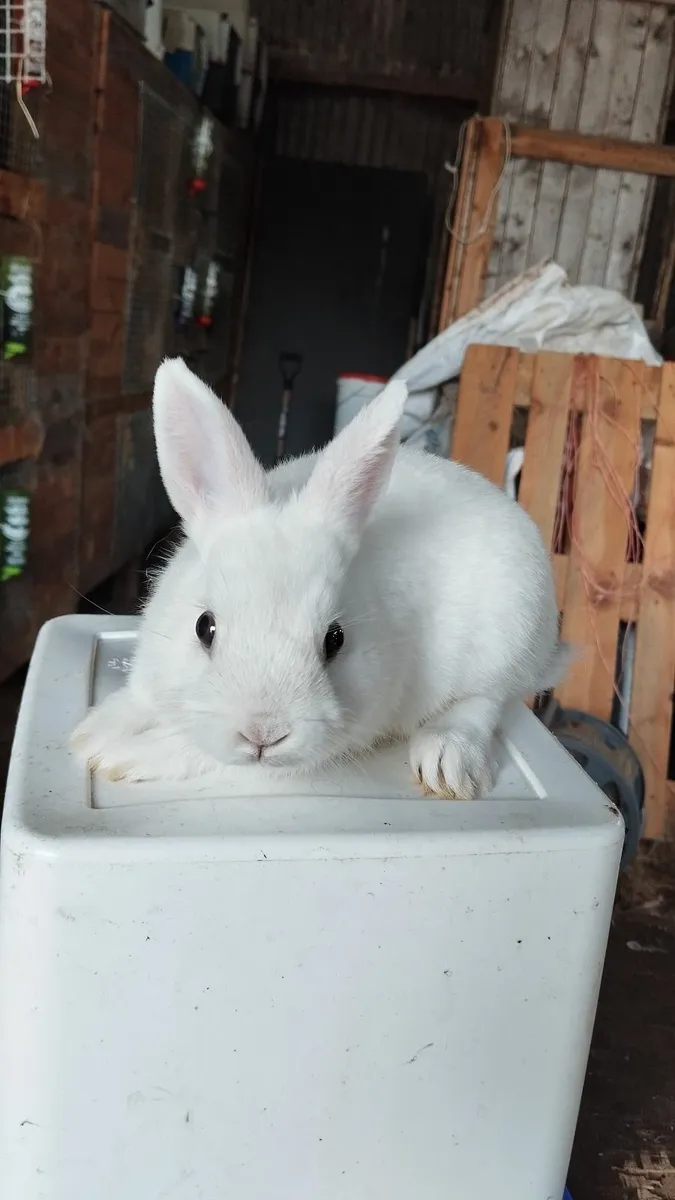 Rabbit - Image 1