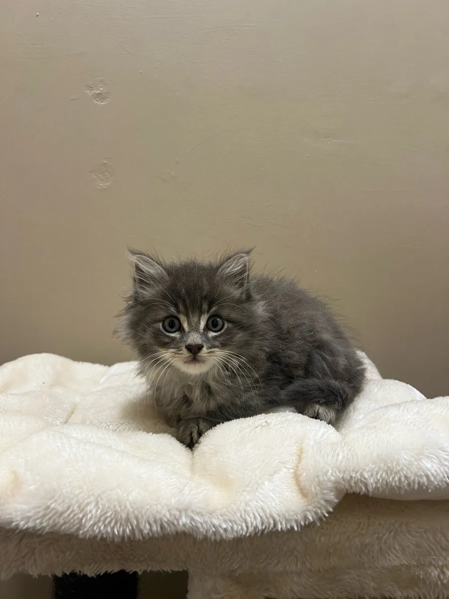 Kittens - Image 2