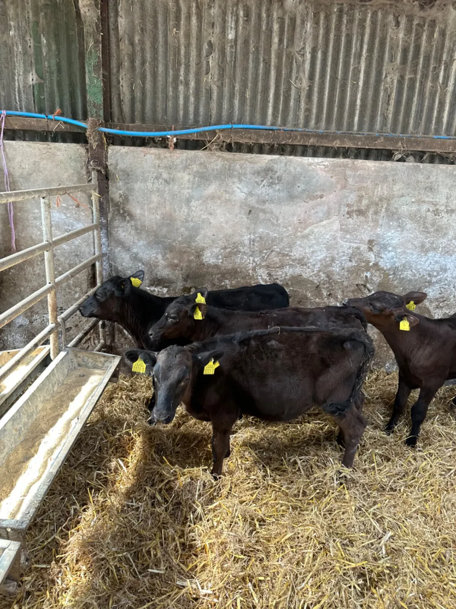 Angus heifers - Image 4