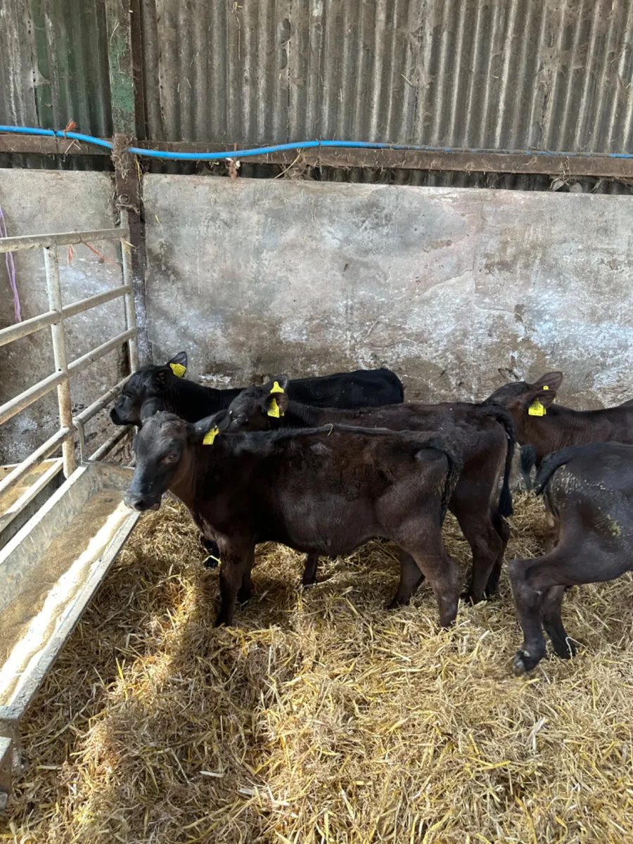 Angus heifers - Image 2