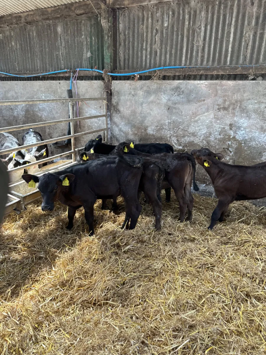 Angus heifers - Image 1