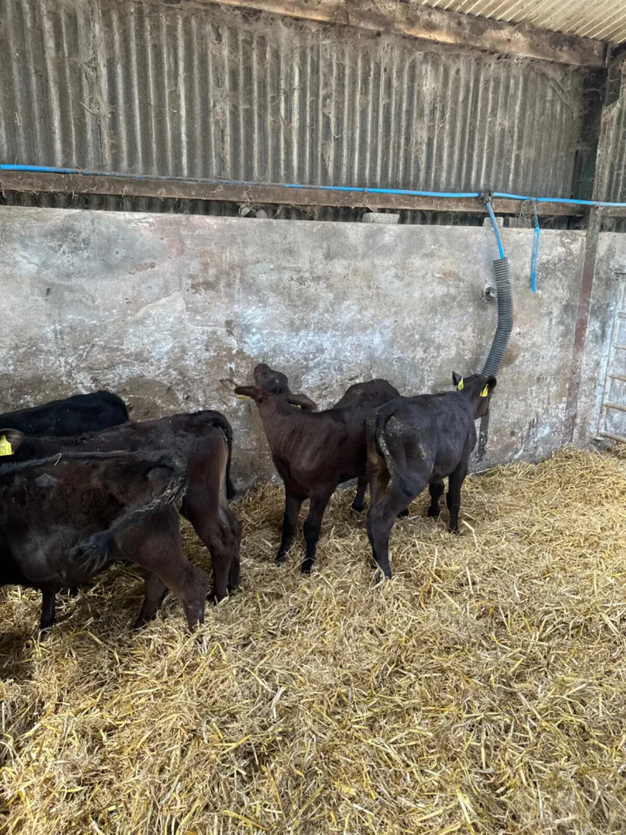 Angus heifers - Image 3