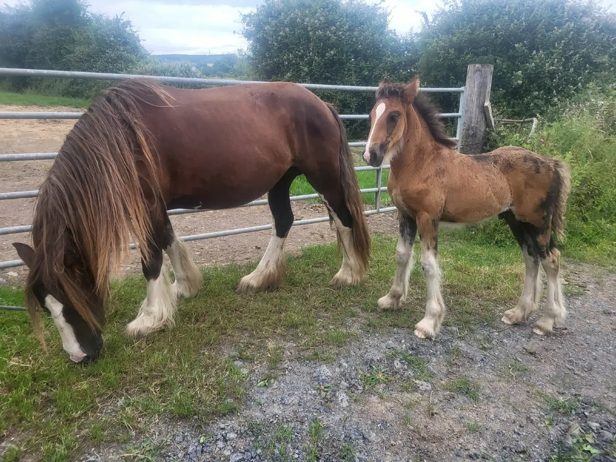 Two 5yr cob mares with foals at foot - Image 1