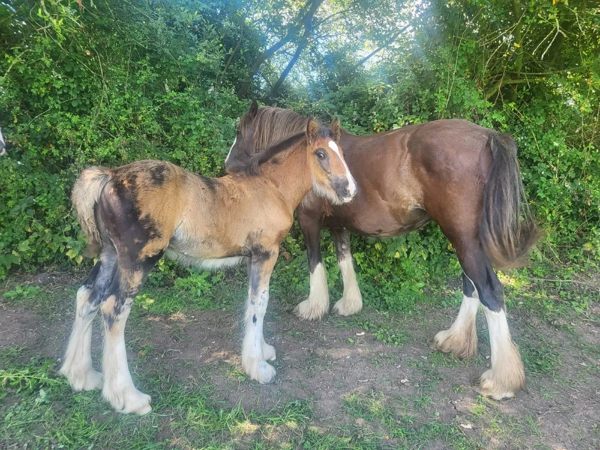Two 5yr cob mares with foals at foot - Image 2