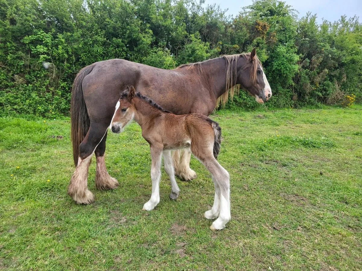 Two 5yr cob mares with foals at foot - Image 3