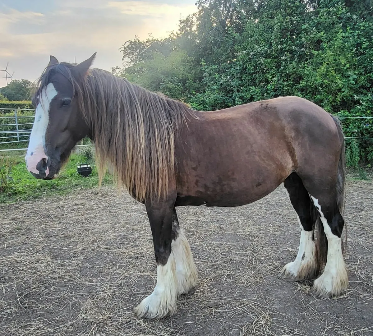 Two 5yr cob mares with foals at foot - Image 4