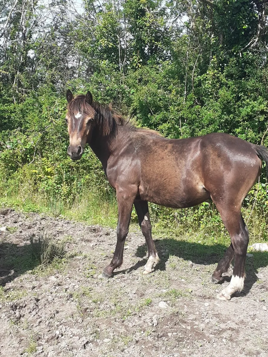 Connemara yearling colts - Image 2