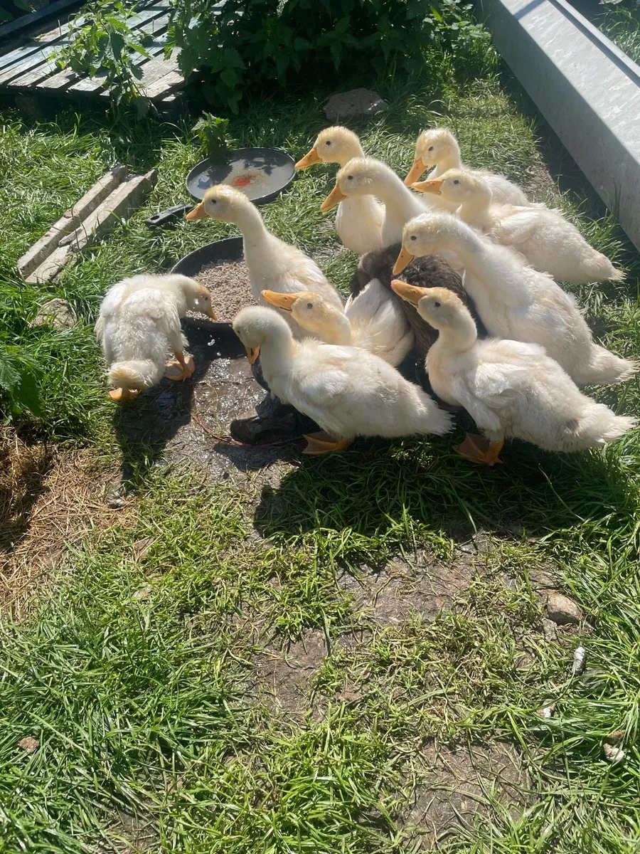 Ducklings - Image 2