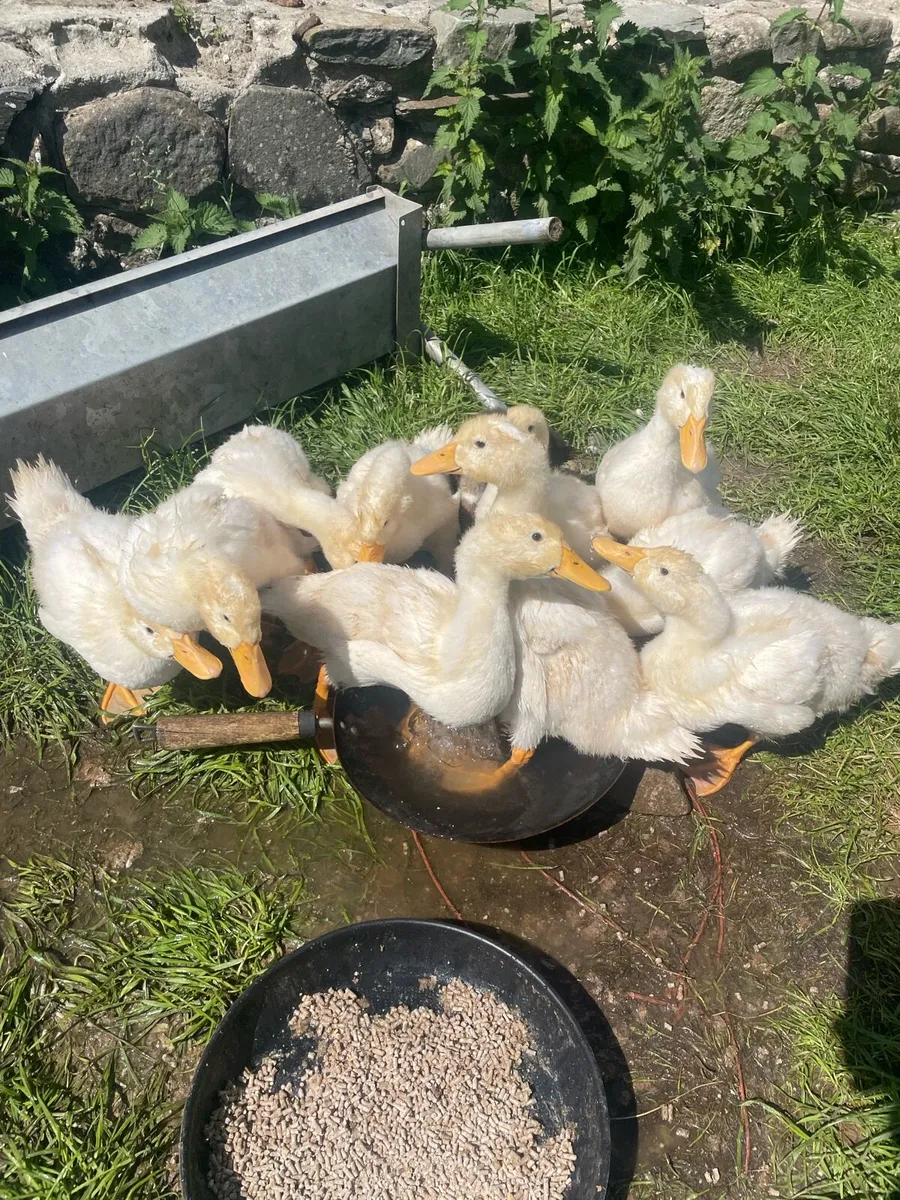 Ducklings - Image 1