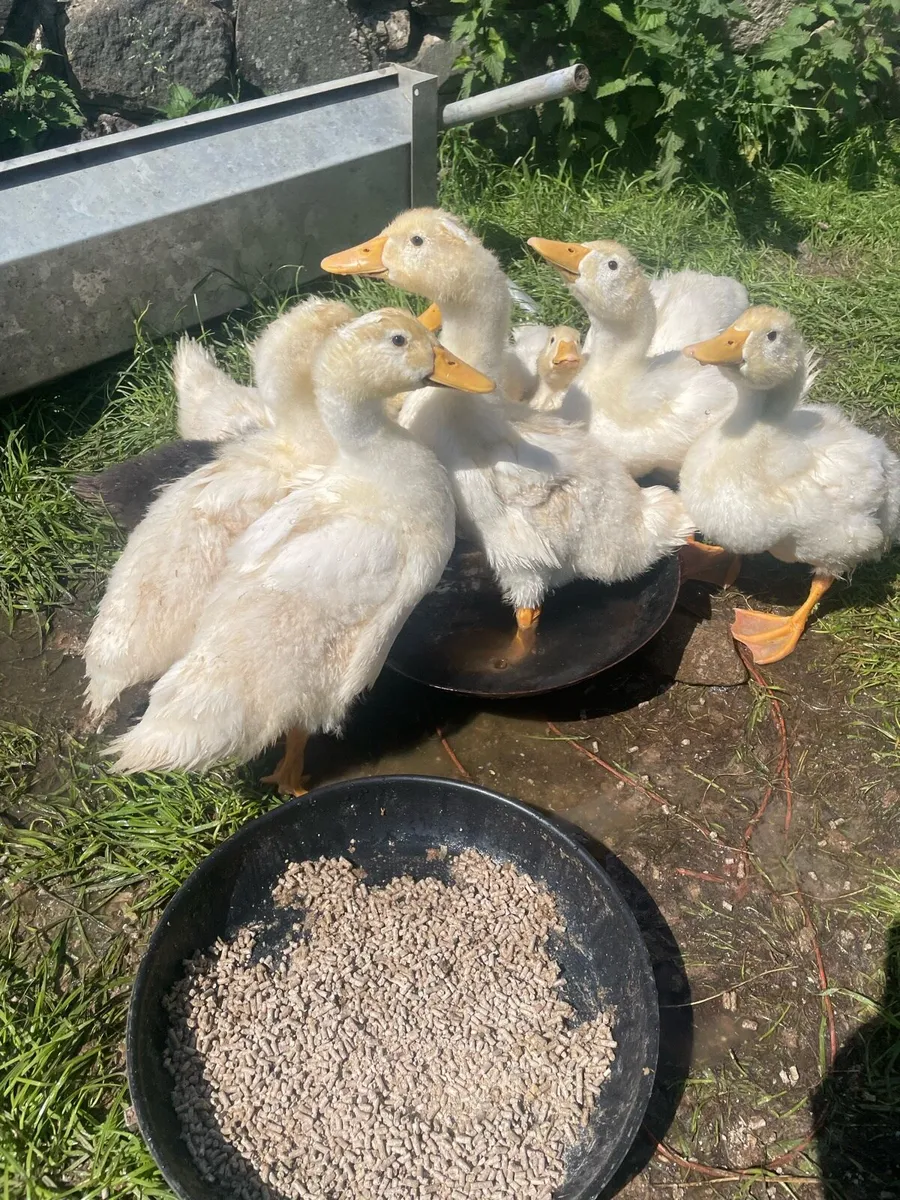 Ducklings - Image 3