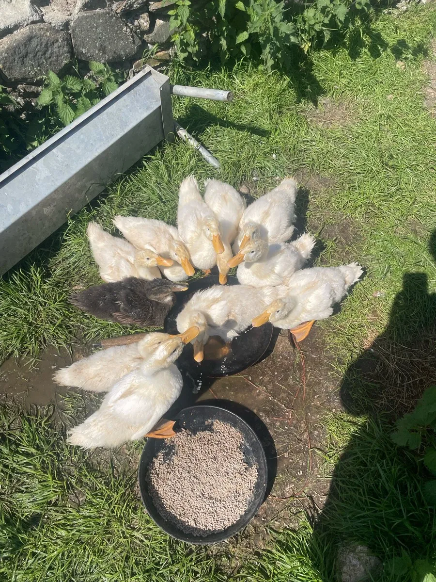 Ducklings - Image 4