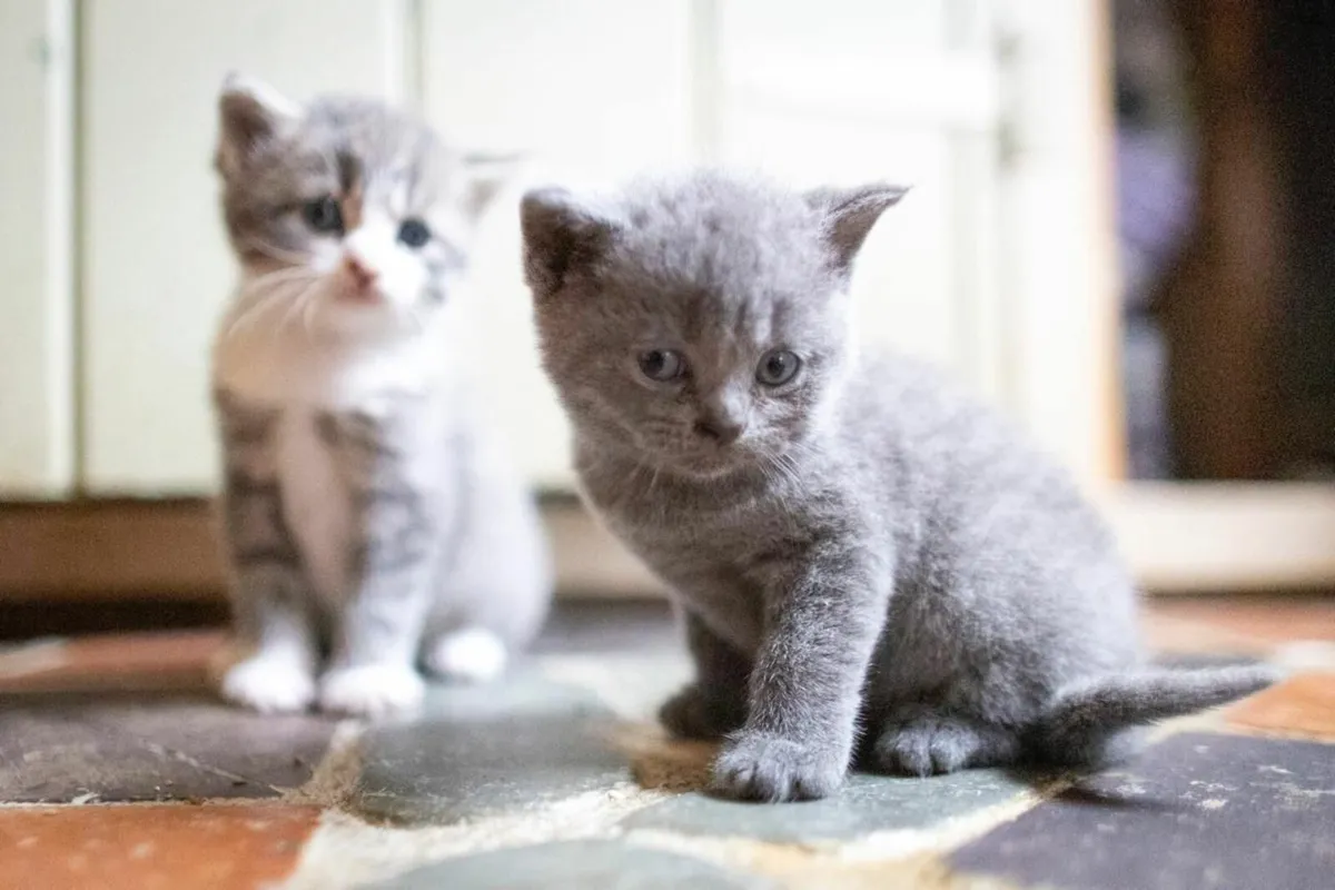 british blue kittens - Image 1