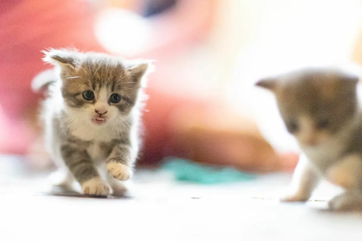 british blue kittens - Image 2