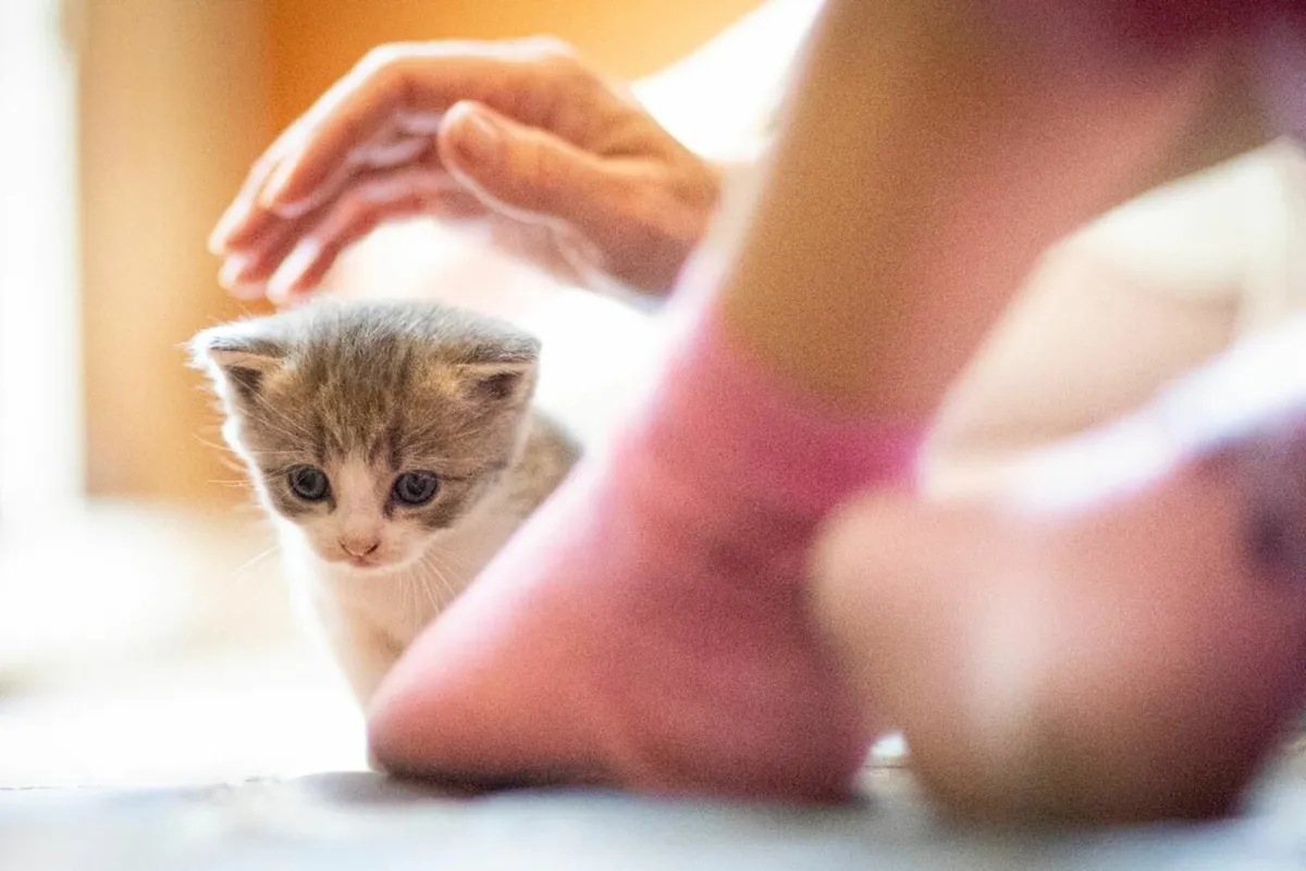 british blue kittens - Image 3