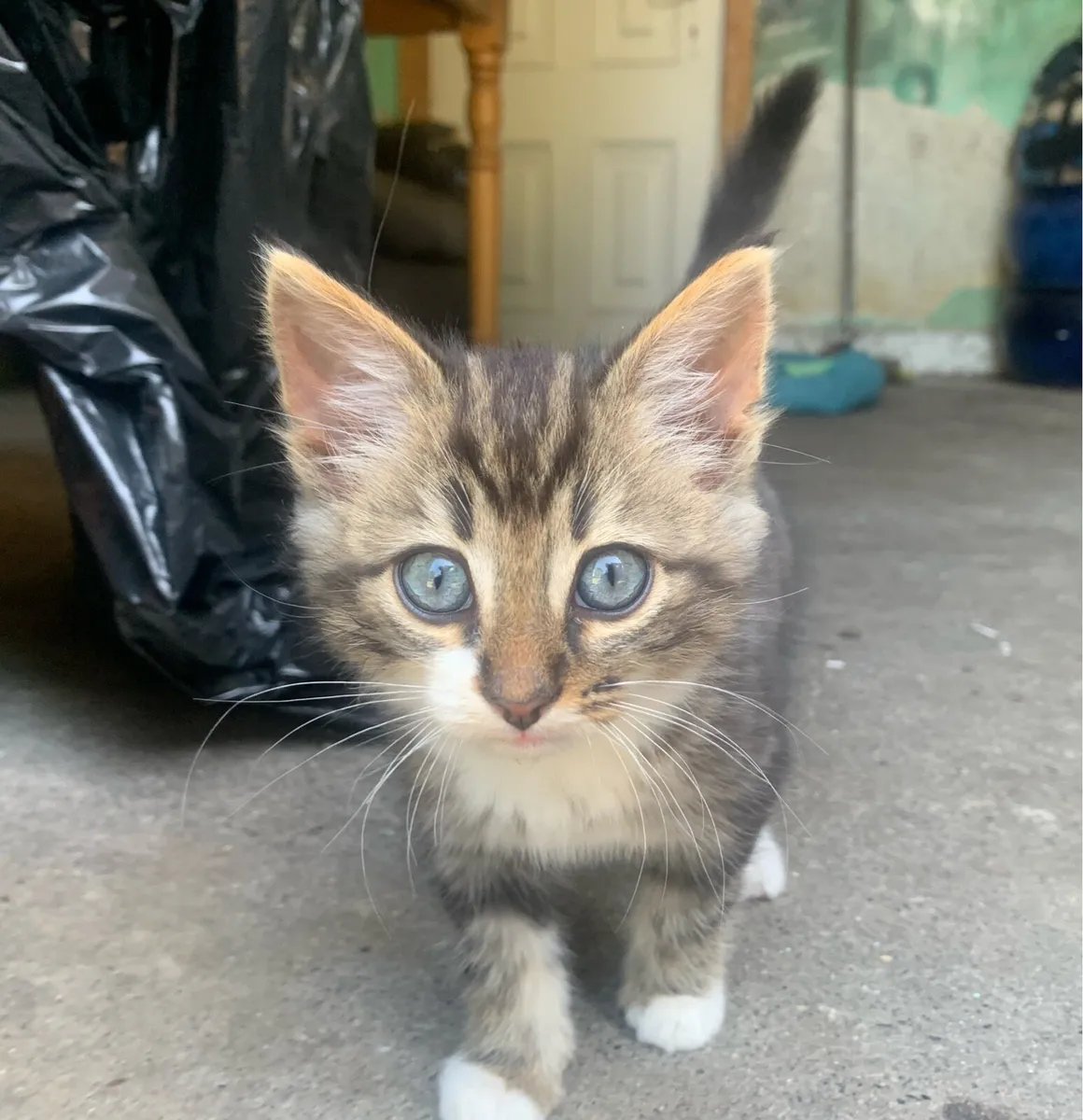 Kitten - Image 4