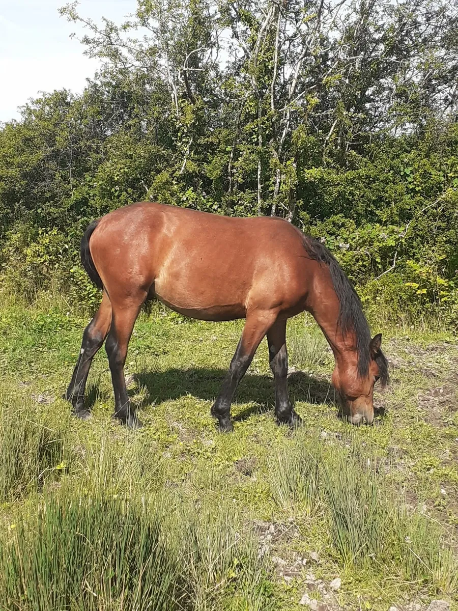 Connemara yearling colts - Image 3