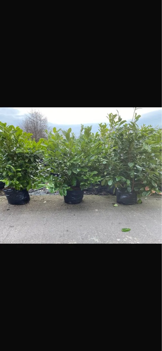 5-6ft Mature Potted Laurel Hedging