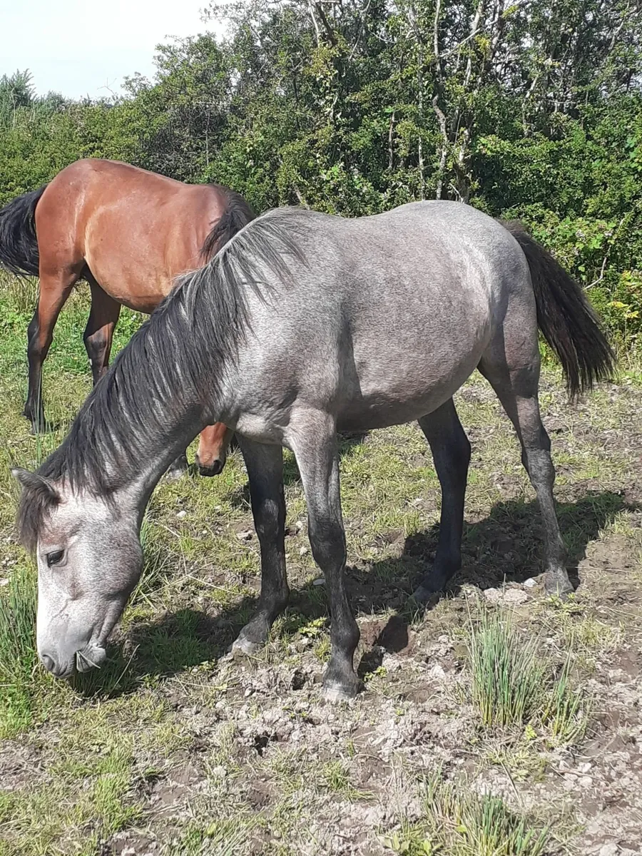 Connemara yearling colts - Image 4