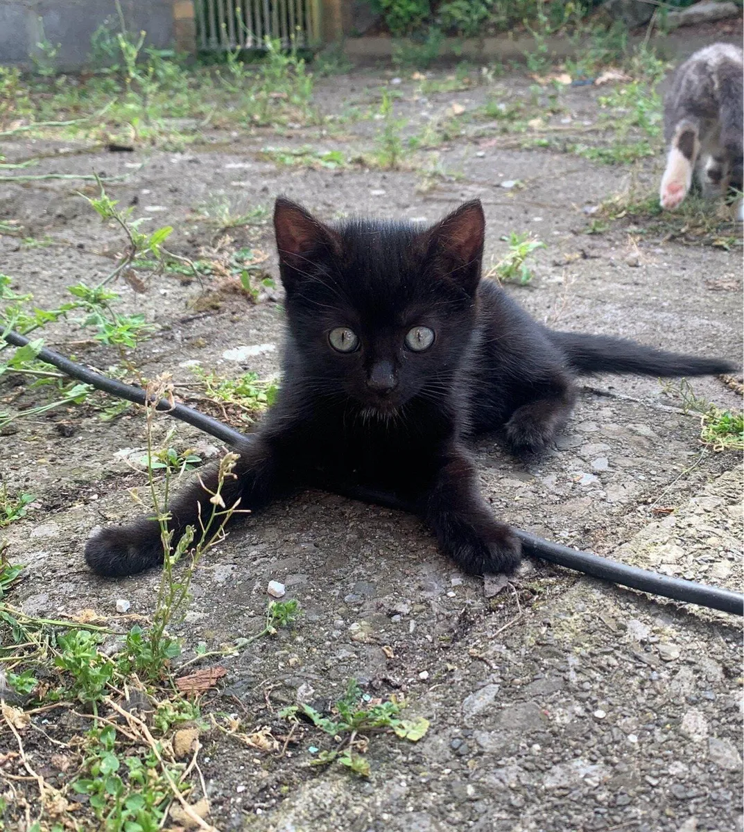 Kitten - Image 3