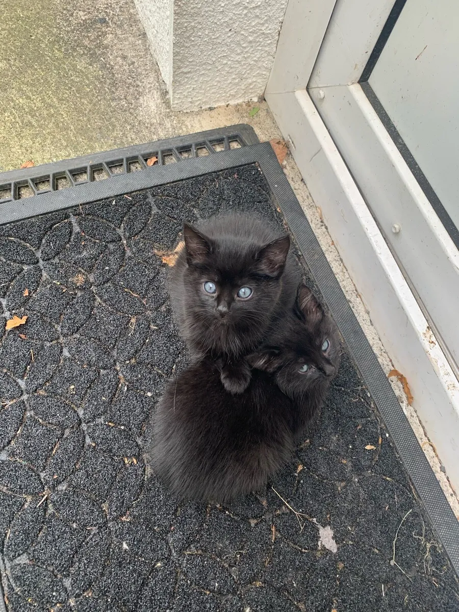 Kitten - Image 1