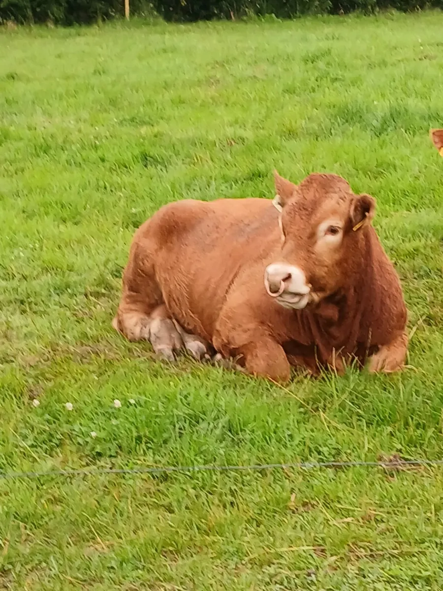 PBR Limousin Bull/5 star Replace/Terminal/Dairy Be - Image 1