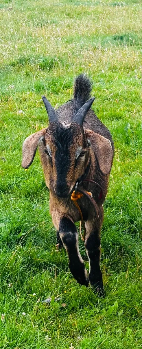Kid goat - male (11th July - still available) - Image 2