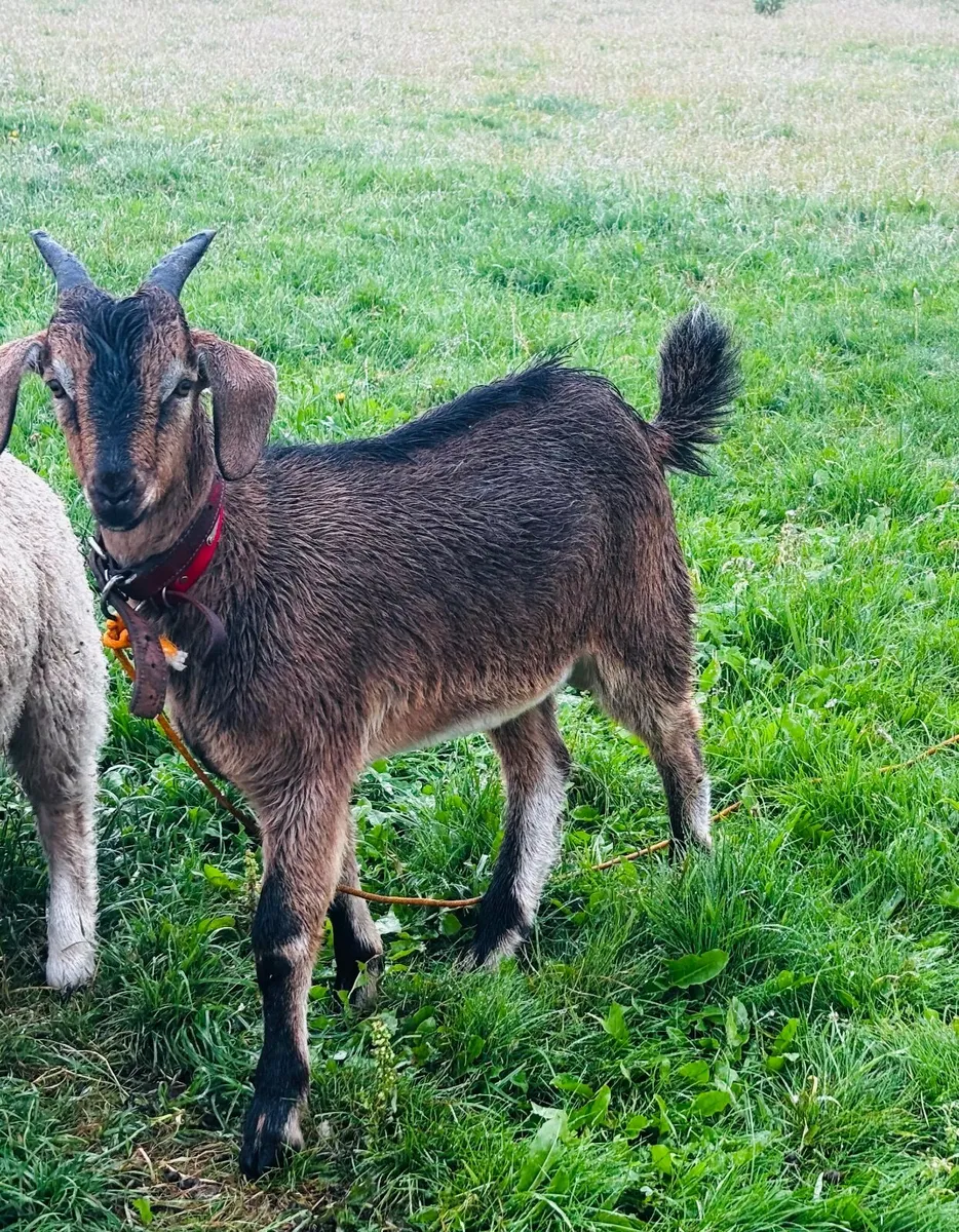 Kid goat - male (11th July - still available) - Image 1