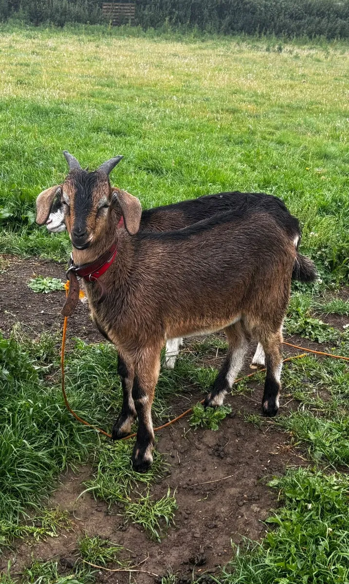 Kid goat - male (11th July - still available) - Image 3