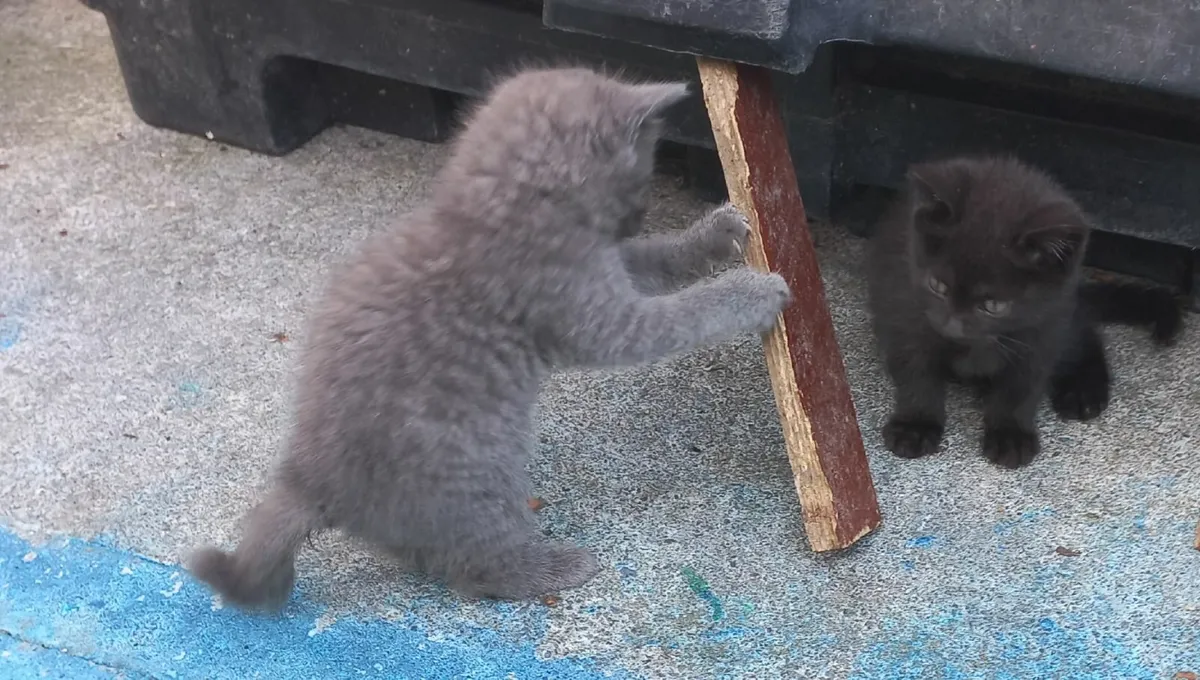 British short-haired grey kittens - Image 2