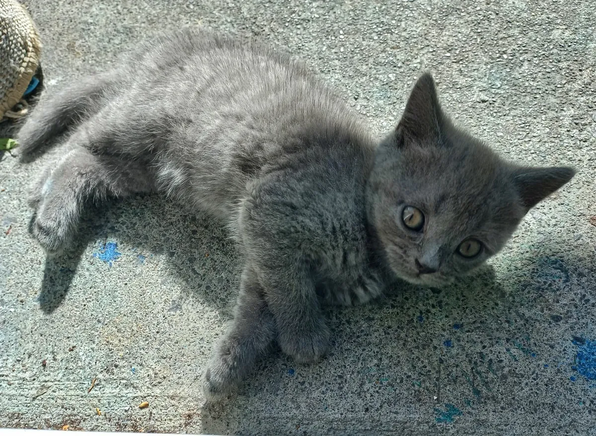British short-haired grey kittens - Image 1