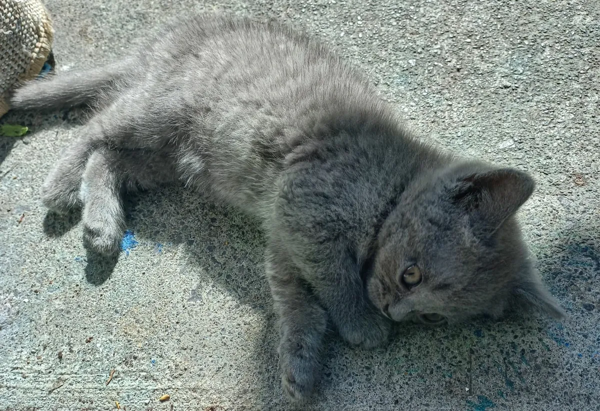 British short-haired grey kittens - Image 3