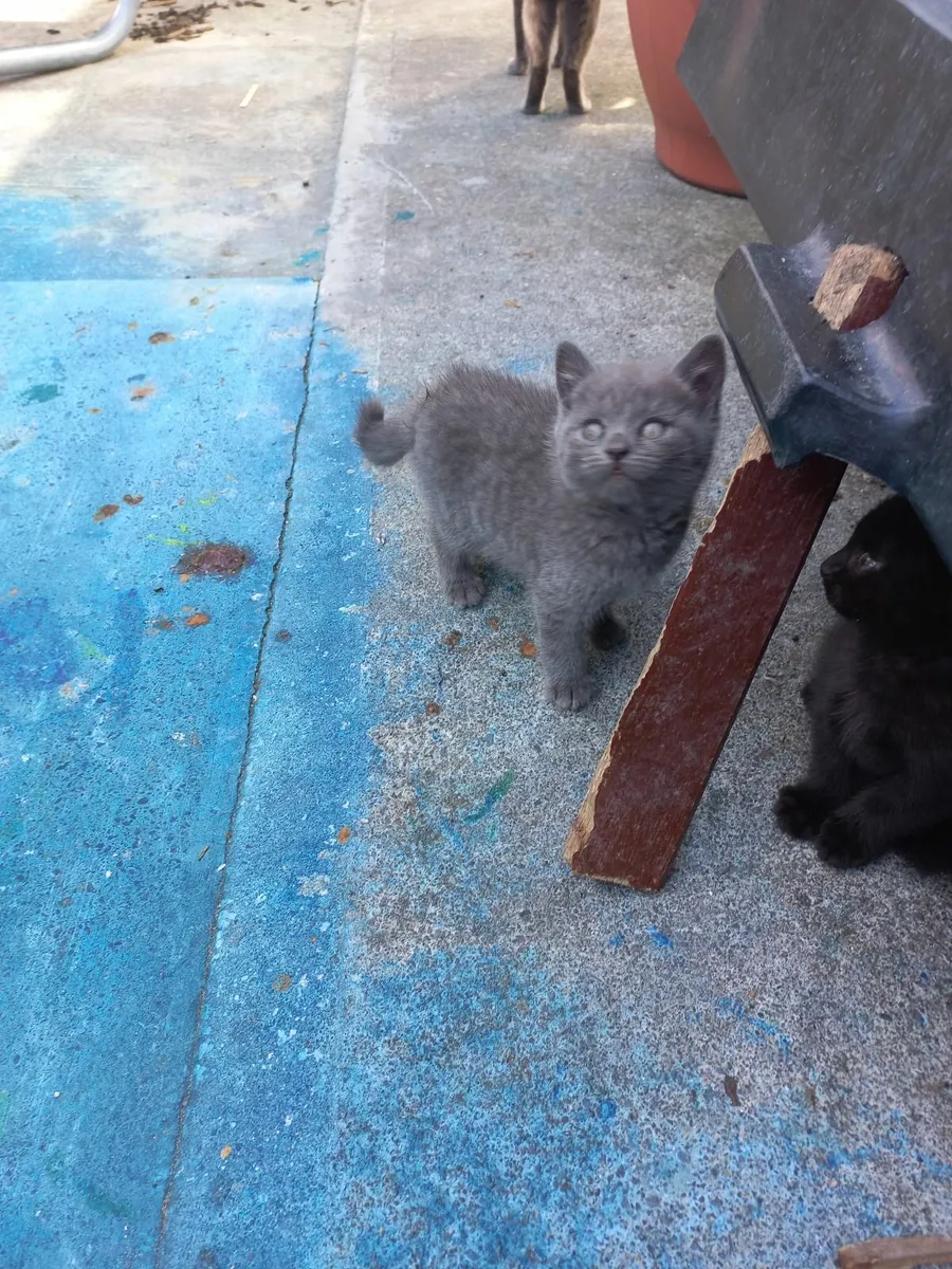 British short-haired grey kittens - Image 4