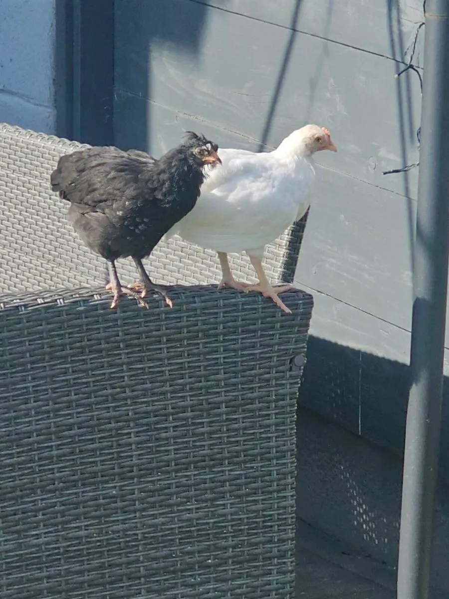 Chicken - Image 1