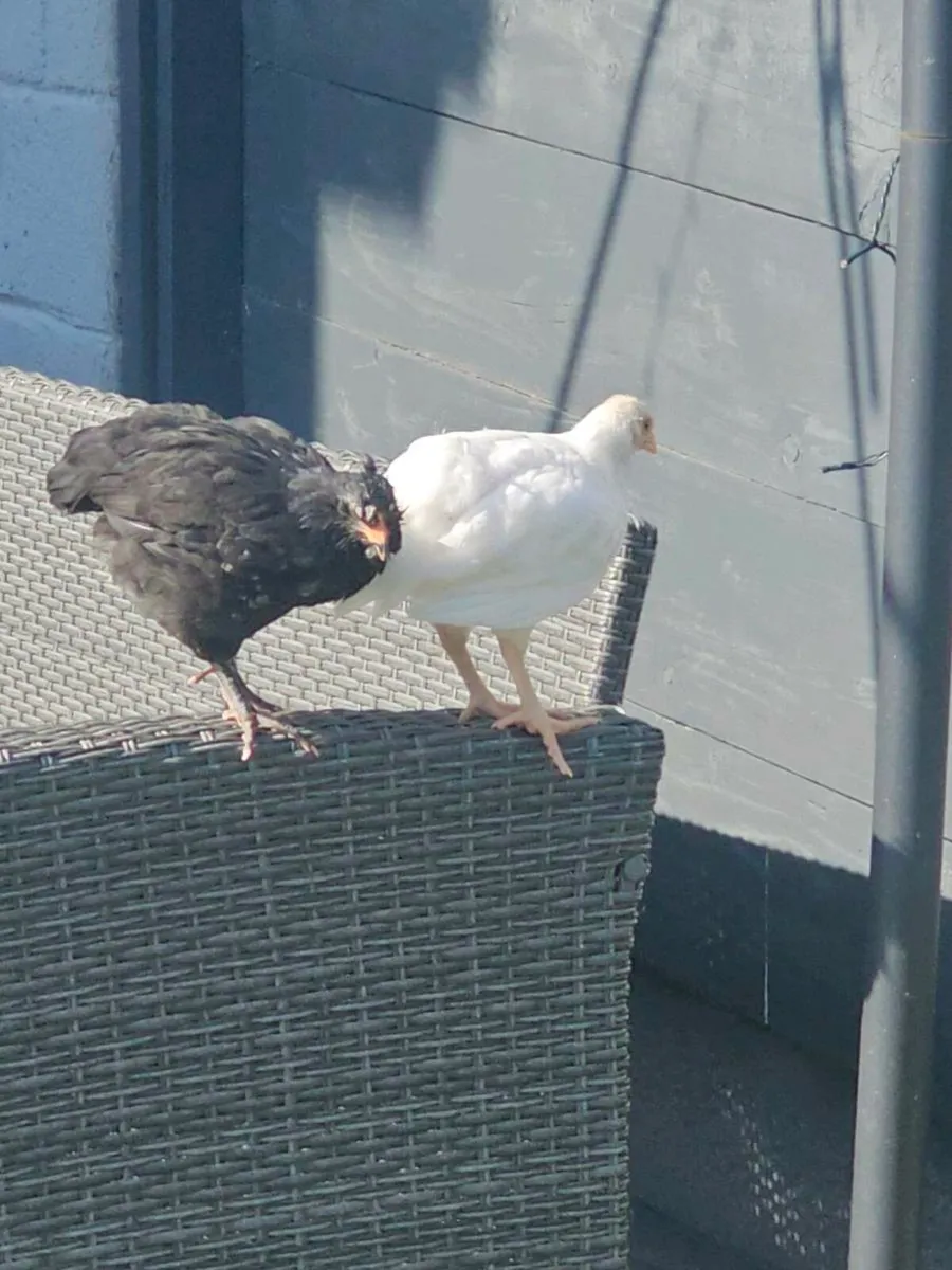 Chicken - Image 2