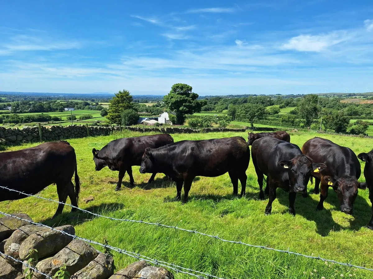 15 WOI Black heifers - Image 1