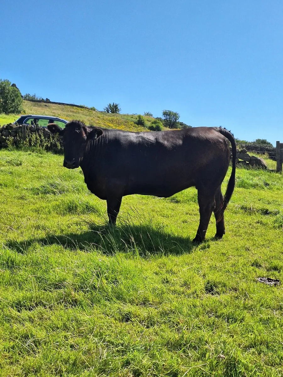 15 WOI Black heifers - Image 2
