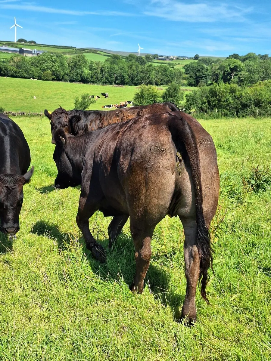 15 WOI Black heifers - Image 3