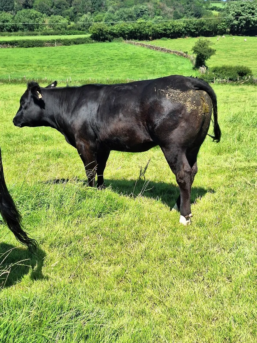 15 WOI Black heifers - Image 4