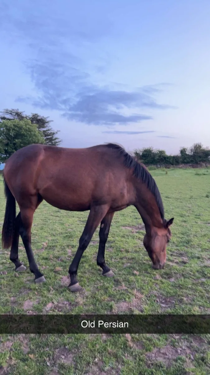 Horse - Image 2